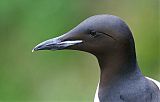 Thick-billed Murre